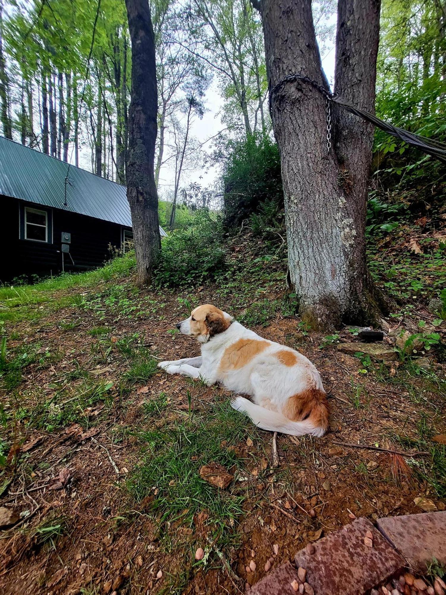 Hidden Cabin On Old Field Creek Fleetwood Exterior foto